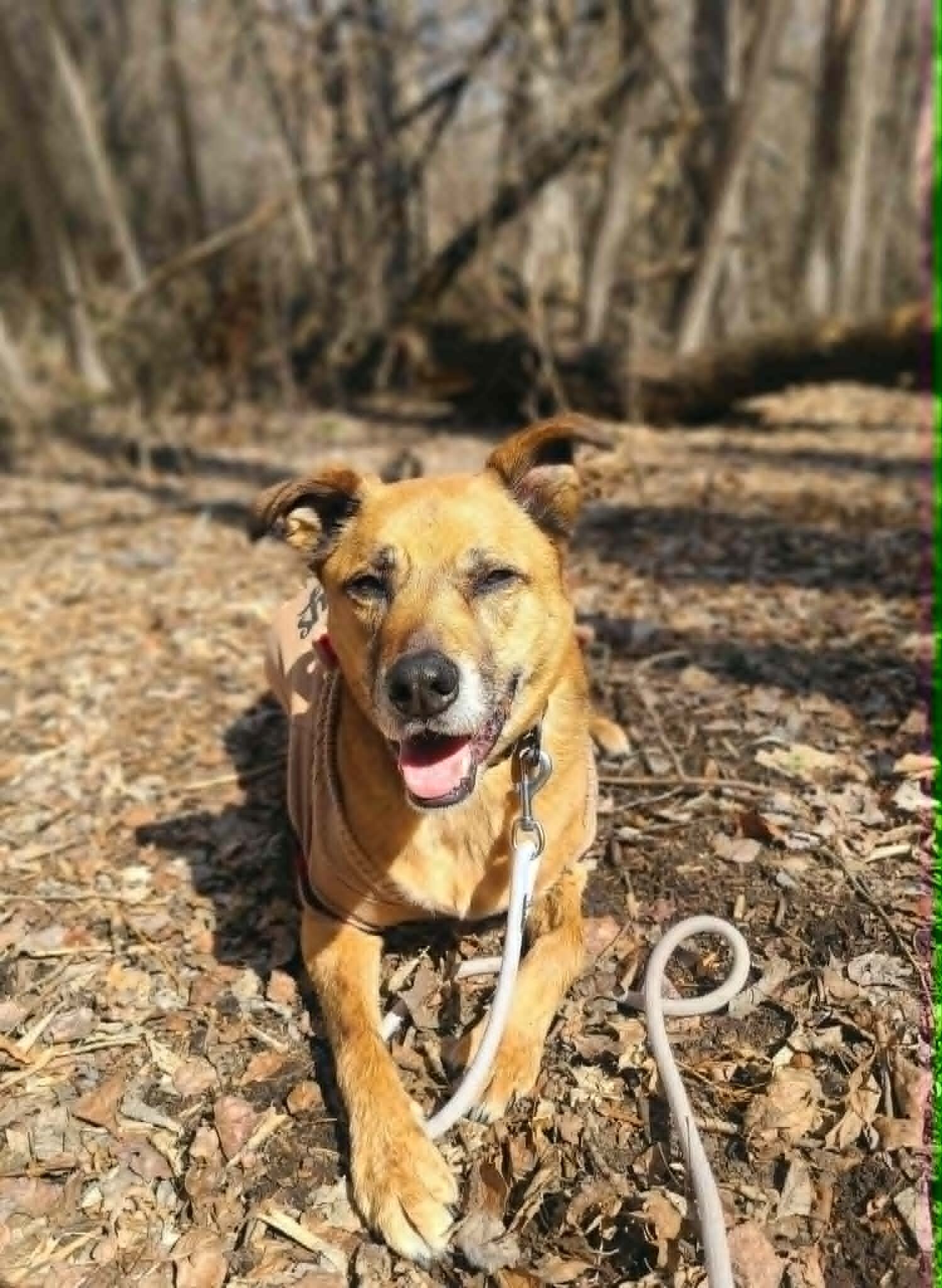 Picture of the Animal Listed